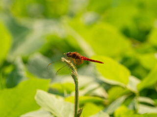 植物に止まるショウジョウトンボ