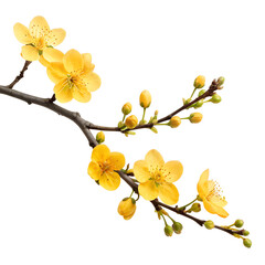 Apricot Blossom Branch on Transparent Background