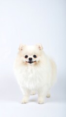 Fototapeta premium Fluffy white Pomeranian (1)