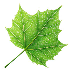 Detailed close up of a vibrant green maple leaf with intricate vein patterns isolated on transparent background