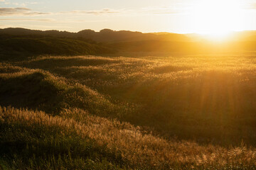 sunrise over the field