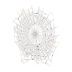 Obraz premium Intricate spiderweb detailed pattern isolated on transparent background