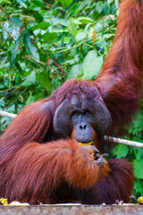 Male orangutan on feeding platform.  Semenggoh wildlife centre Kuching, Sarawak.