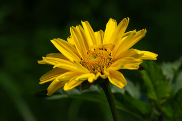 Yellow Bloom
Vibrant yellow flower blooms against deep green. Slender petals surround full center. Light emphasizes flower's shape and texture.