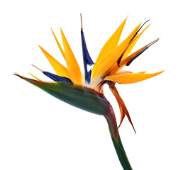 Strelitzia reginae flower, Bird of paradise flower with leaf, Tropical flower isolated on white...
