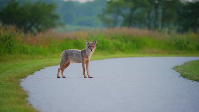 Lonely coyote walking on the road in the field in summer in Illinois prairie.