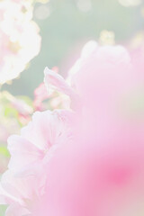 Beautiful nature view of green leaf on blurred greenery. Natural green leaves background, fresh wallpaper concept, among green leaves and other blossom blur background for text.