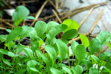 Brassica juncea sapling small leaf on the vegetable plot in the garden in the morning There is a sunny show.