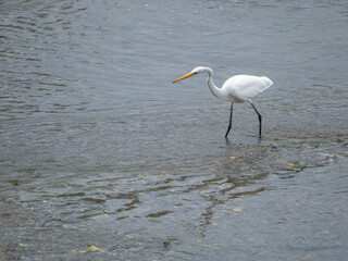 魚を狙う猪名川のダイサギ
