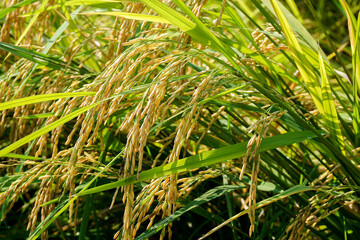 View of young rice fields, bright green, blurred nature background.