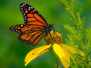 Vibrant monarch butterfly perched on a yellow flower against a blurred green background