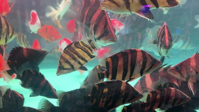 Siamese tiger fish in aquarium, its scales have black stripes