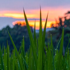Dew-kissed grass blades in sharp focus against a blurred sunset backdrop