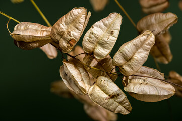 Dried Papery Seed Pods of the Golden Rain Tree