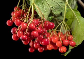 Vibrant red berries of a viburnum plant against a dark background