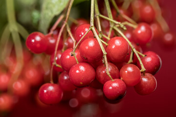 Vibrant Red Viburnum Berries Hanging on a Branch