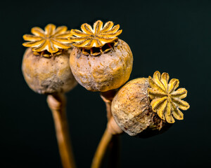 Dry poppy heads against a dark background, ready for harvest