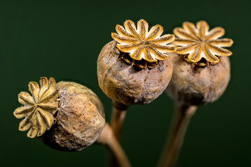Dry poppy heads against a dark background, ready for harvest