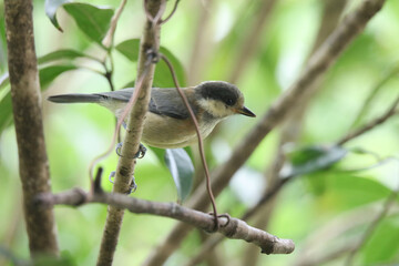 練り餌を食べるシジュウカラ