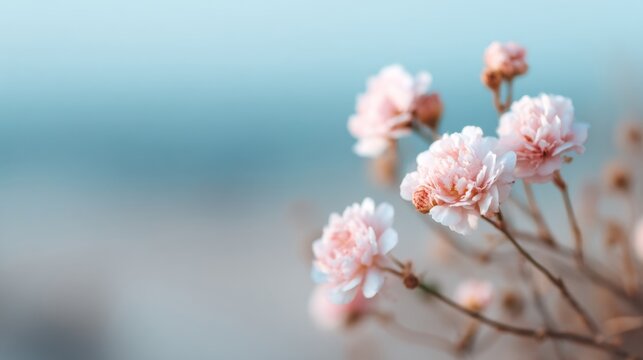 Delicate Blooms in Serenity, A composition of vibrant flowers isolated against a minimalist backdrop, highlighting their beauty in a clean and simple natural setting.
