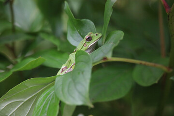 	葉に乗るモリアオガエル