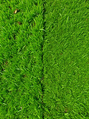 Partially cut grass lawn. Green fresh grass. Difference between perfectly mowed, trimmed garden lawn or field for sports and long uncut grass. Lawn, carpet, natural green trimmed grass field