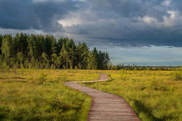 An ecological trail through the Sestroretskoye Boloto (Sestroretsk swamp) State Nature Reserve on a sunny summer day, Russia, St. Petersburg, Kurortny District, Beloostrov