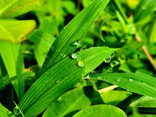 Morning Dew Drops on Green Grass