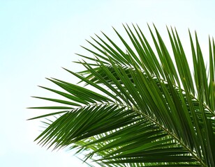 Obraz premium Lush green palm fronds against a clear sky