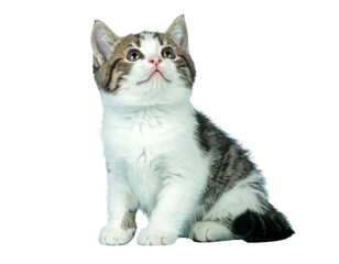 Obraz premium Cute Kitten Gazing Upward Isolated Transparent PNG
