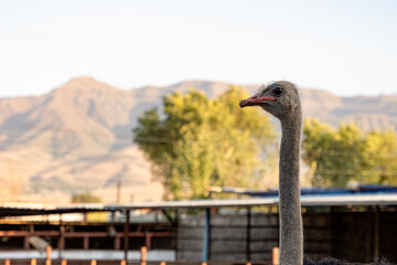 Funny photo of an African ostrich (Struthio camelus) that stretches its neck and looks down with a contemptuous look.