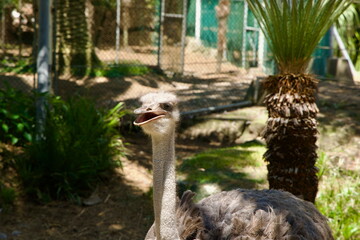 Ostrich Close-Up in Enclosure