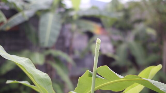Newly emerged banana leaves are still rolled up
