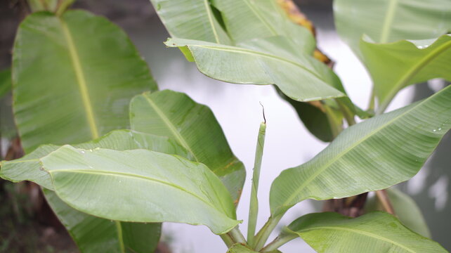 Newly emerged banana leaves are still rolled up