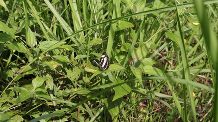 A white butterfly with black markings landed on the grass.