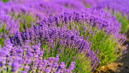 Obraz premium A vibrant field of lavender blossoms displays rich purple hues against a backdrop of vibrant green foliage.