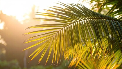 Palm Leaf Glowing in Soft Morning Sunlight