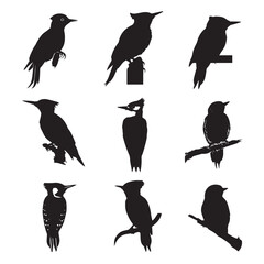 Fototapeta premium Vector illustration of woodpecker silhouette set, Black & White silhouette set