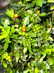 Clusters of ixora fruits, still unripe, hang among vibrant green leaves in a garden