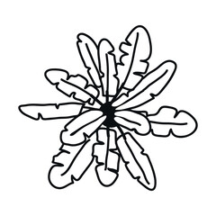 Strelitzia. View from above. A houseplant. For landscape, architectural and interior design. Flat vector illustrations, hand-drawn and isolated on a transparent background