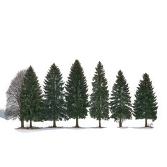 Obraz premium A row of diverse evergreen coniferous trees with snow covered branches and bases isolated on transparent background