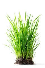 Obraz premium Tuft of Grass Isolated On A White Background