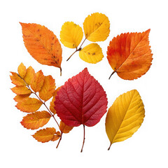 Fototapeta premium A collection of vibrant autumn leaves in various shapes and colors isolated on transparent background