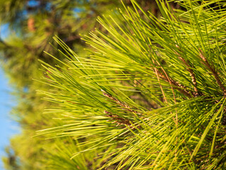 Close-up of Aleppo pine needles on branch, photographed in Biograd na Moru, Croatia, showing detail of Mediterranean coastal evergreen vegetation.