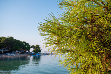 Aleppo pine branch with long green needles above Adriatic Sea, photographed in Biograd na Moru,...