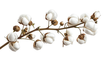 High resolution cotton branch with bolls, flowers, and stems for textile design, agriculture, and decor isolated on transparent background