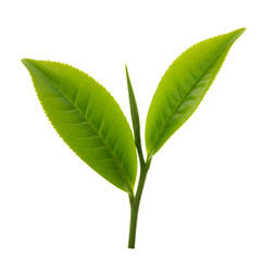 Obraz premium Fresh Green Tea Leaves Illustration Against White Background