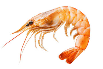 Delicious cooked shrimp prawn seafood ready to eat appetizer ingredient fresh food cuisine isolated culinary isolated on transparent background