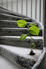 Staircase winding around a growing plant reaching upward, metaphor for personal growth and gradual development