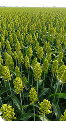 Green Field of Plants in Full Bloom during Summer Sunlight Photo